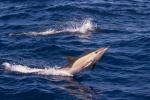 Gran Canaria - Dolphin Trip
